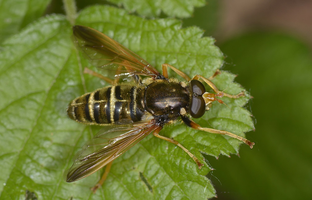 Caliprobola speciosa?